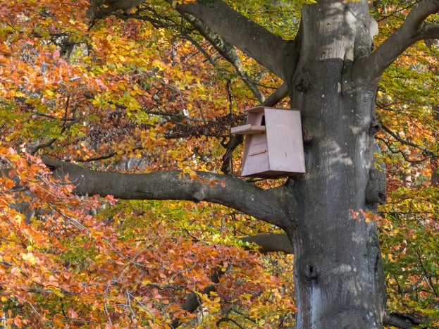 Bird Box